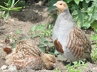 Grey partridge farm offers renewed optimism for rare bird