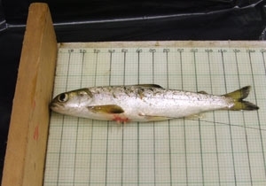 Salmon smolt with radio transmitter