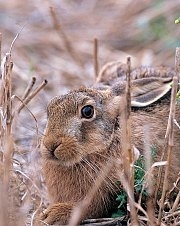 Brown hare winter stubble