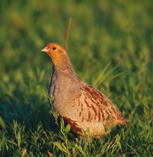 Grey partridge (www.lauriecampbell.com)