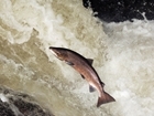 New research shows that as few as 1% of wild Atlantic salmon are returning to spawn