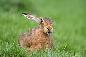 Brown hare (www.lauriecampbell.com)