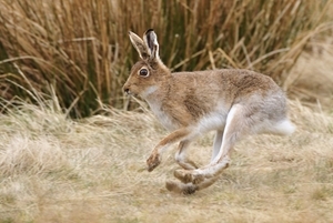 Mountain Hare Running www.lauriecampbell.com