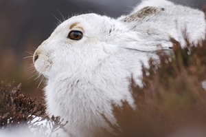 Mountain hare (www.lauriecampbell.com)