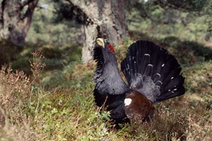 Capercaillie in woodland