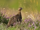 An update on Red Grouse Prospects for 2023, by Dr. Nick Hesford (Advisory Team, Scotland)