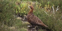 Red grouse endemism