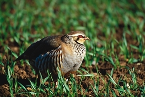 Red-legged partridge (www.lauriecampbell.com)