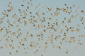 Golden plover flock