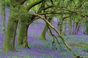 Bluebell woods (www.lauriecampbell.com)