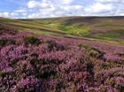 How much upland heather moorland is in the UK?
