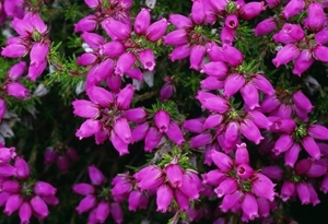 Bell Heather www.lauriecampbell.com