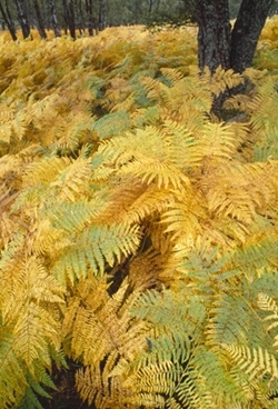 Bracken www.lauriecampbell.com