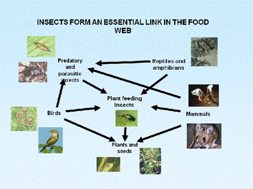 Insects form an essential link in the food web