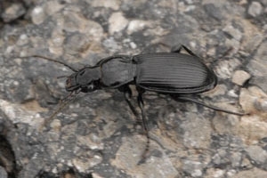 Pterostichus beetle