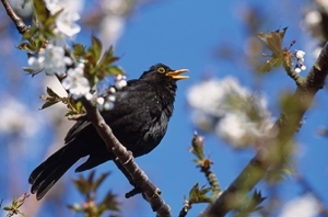 Blackbird (www.lauriecampbell.com)