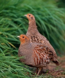 Pair of grey partridges www.lauriecampbell.com
