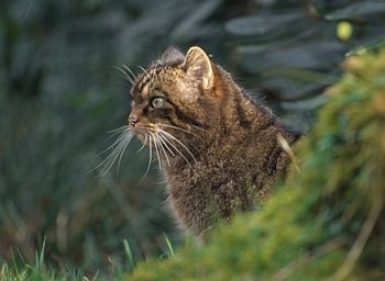 Wildcat photo
