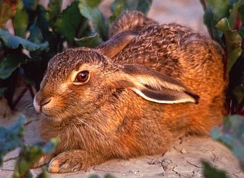 Brown hare photo