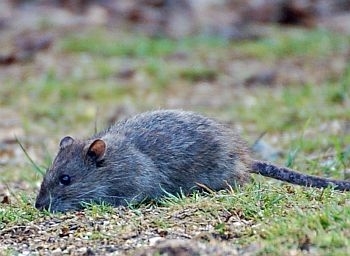 Brown rat photo