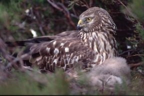 Female hen harrier with young chick nesting in dense heather