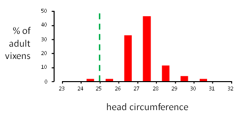 Fox head circumference