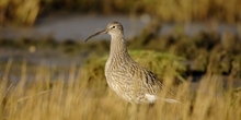 Conserving the curlew