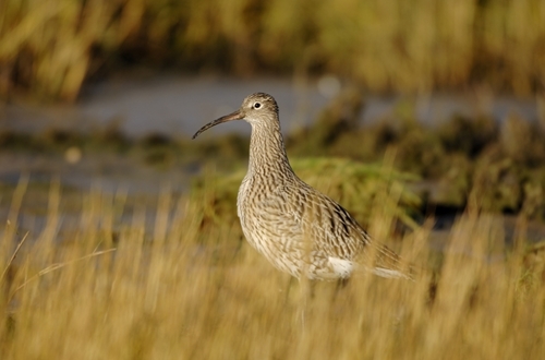 Curlew www.lauriecampbell.com