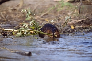 European beaver (www.lauriecampbell.com)