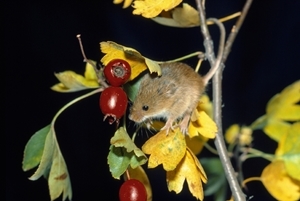 Harvest mouse (www.lauriecampbell.com)