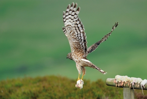 Hen harrier and diversionary food (www.lauriecampbell.com)