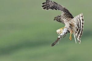 Hen harrier with diversionary food (Credit: Laurie Campbell)
