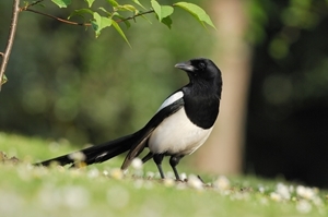 Magpie (Credit: Laurie Campbell)