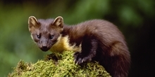 Re-introduction of pine marten in England