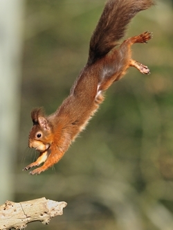 Red squirrel (www.lauriecampbell.com)