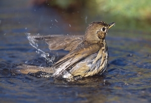 Songthrush (www.lauriecampbell.com)