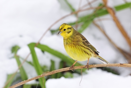 Yellowhammer In Winter www.lauriecampbell.com