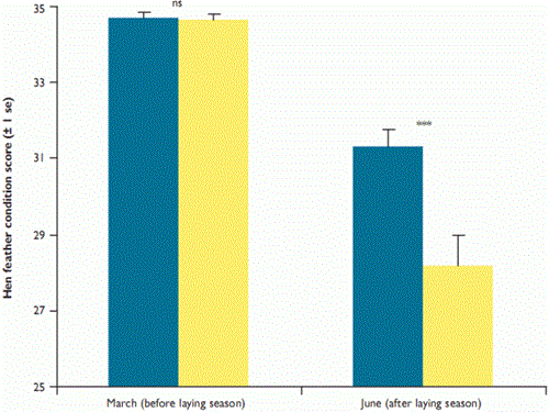 The mean feather condition score of hen pheasants in 12 spectacled and non-spectacled laying chicks on game farms across England, 2006 and 2007