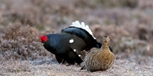 Increasing black grouse range by translocation