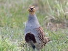 Make it your New Year’s resolution to join the Partridge Count Scheme