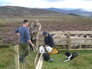 Shepherd and keeper treating sheep against tick