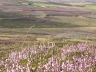 GWCT welcomes the launch of SNH’s Moorland Review