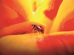 Martin Munn’s ladybird picture won the Julian Gardner Award in the adult category in 2013
