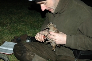 Dr Andrew Hoodless ringing a woodcock