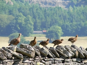 Red grouse on wall