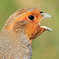 Changes in partridge numbers