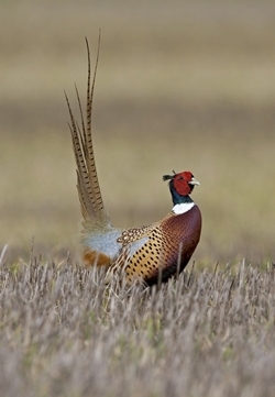 Cock pheasant (www.davidmasonimages.com)