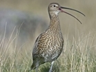 RSPB right to implement predation control to save curlew: Our letter to The Sunday Times