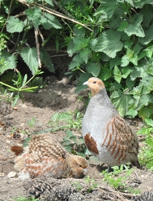 Following a dismal year, the GWCT grey partridge count scheme recorded only 563 pairs for Northumberland, Durham and the Northern Dales
