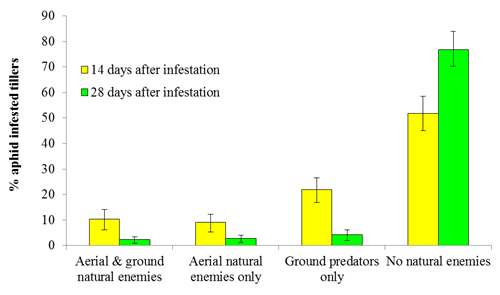 Proportion of aphid infested wheat tillers in the presence of different guilds of predators